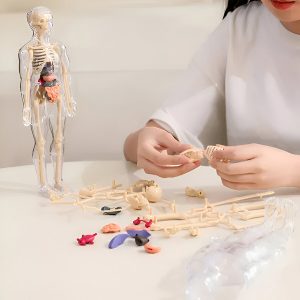 Menselijk anatomiemodel - 16 verwijderbare organen en botten | FLESHTOPIA