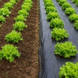 Onkruid weg in 24 uur - 0,95 x 10 m tuinmat | VEGUARD
